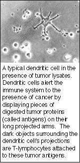 Dendritic cells